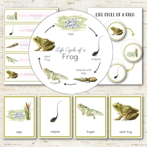 May include: Educational print showing the life cycle of a frog, with illustrations of eggs, tadpole, froglet, and adult frog. Includes flashcards with labels and a circular diagram. The color palette is soft, with green, pink, and white.