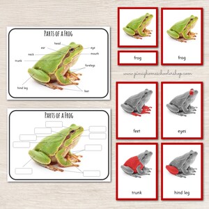 Puede incluir: Tarjetas didácticas y diagramas educativos que ilustran las partes de una rana. La imagen incluye una rana verde, diagramas etiquetados y tarjetas con las palabras "frog", "feet", "eyes", "trunk" y "hind leg".