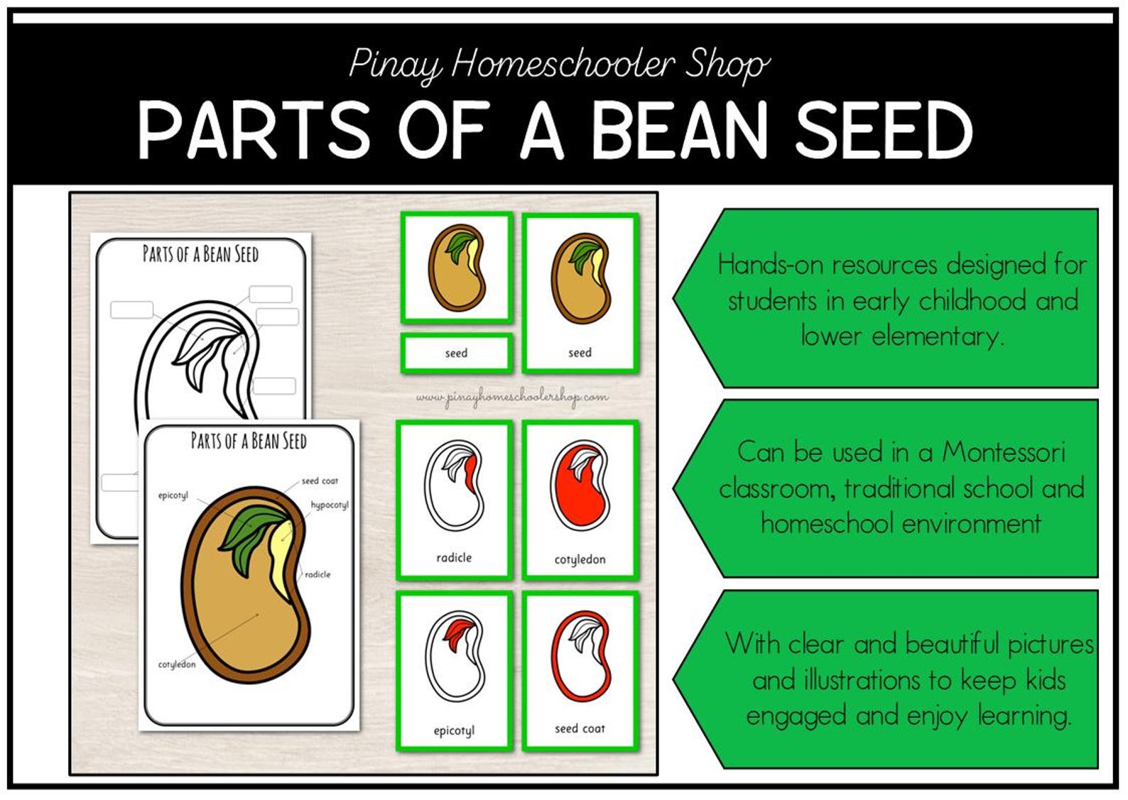 Parts of a Bean Seed Montessori 3 and 4 Part Cards - Etsy