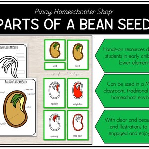Parts of a Bean Seed Montessori 3 and 4 Part Cards - Etsy