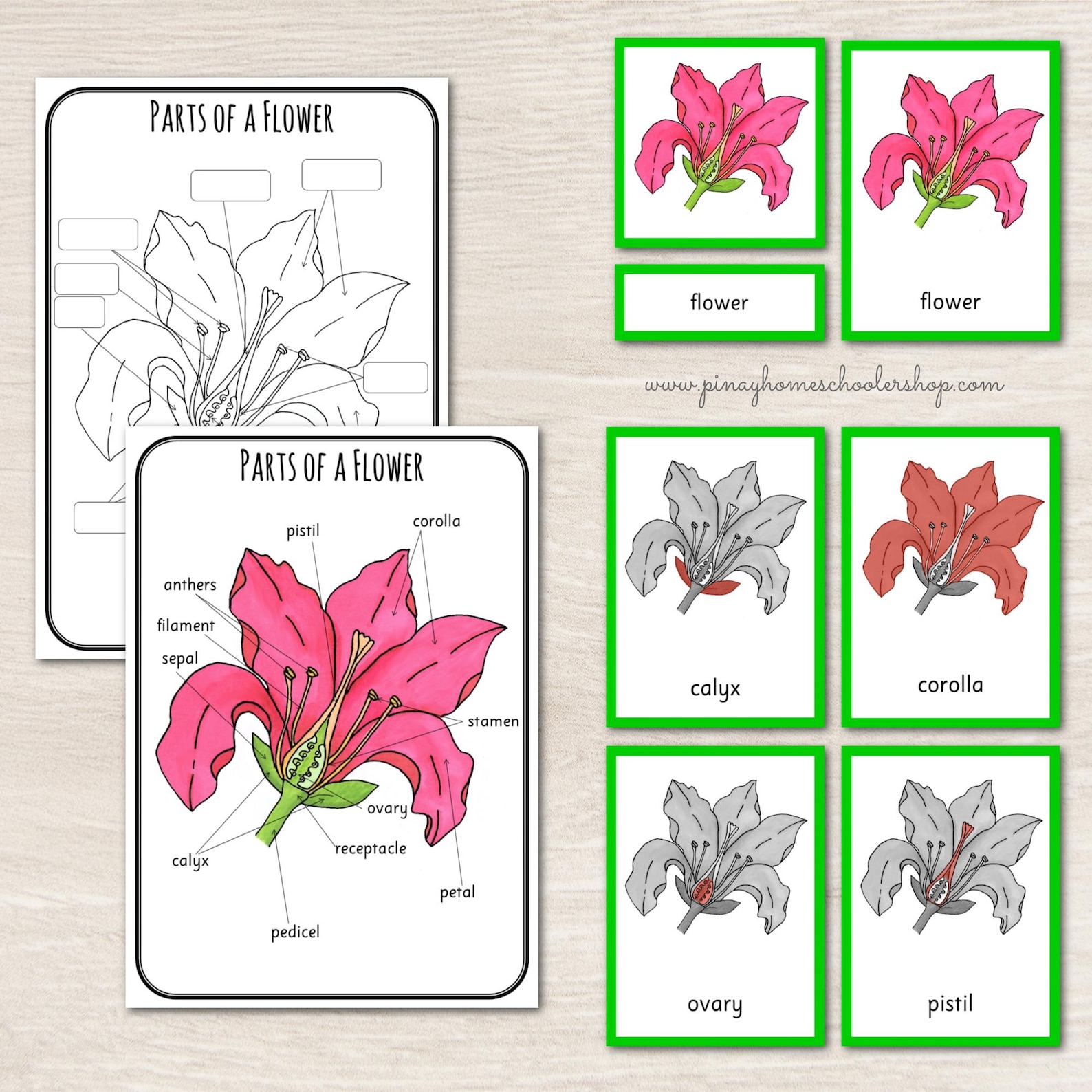 Parts of a Flower Montessori 3 and 4 Part Cards - Etsy