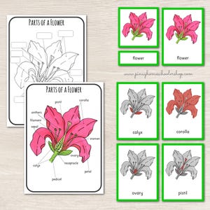 Teile einer Blume Montessori 3 und 4 Teilkarten