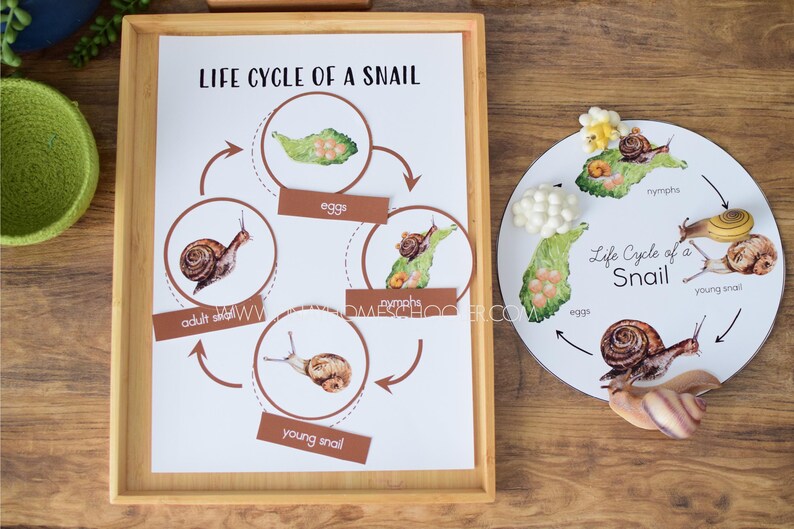 Snail Life Cycle - Montessori Inspired - Etsy