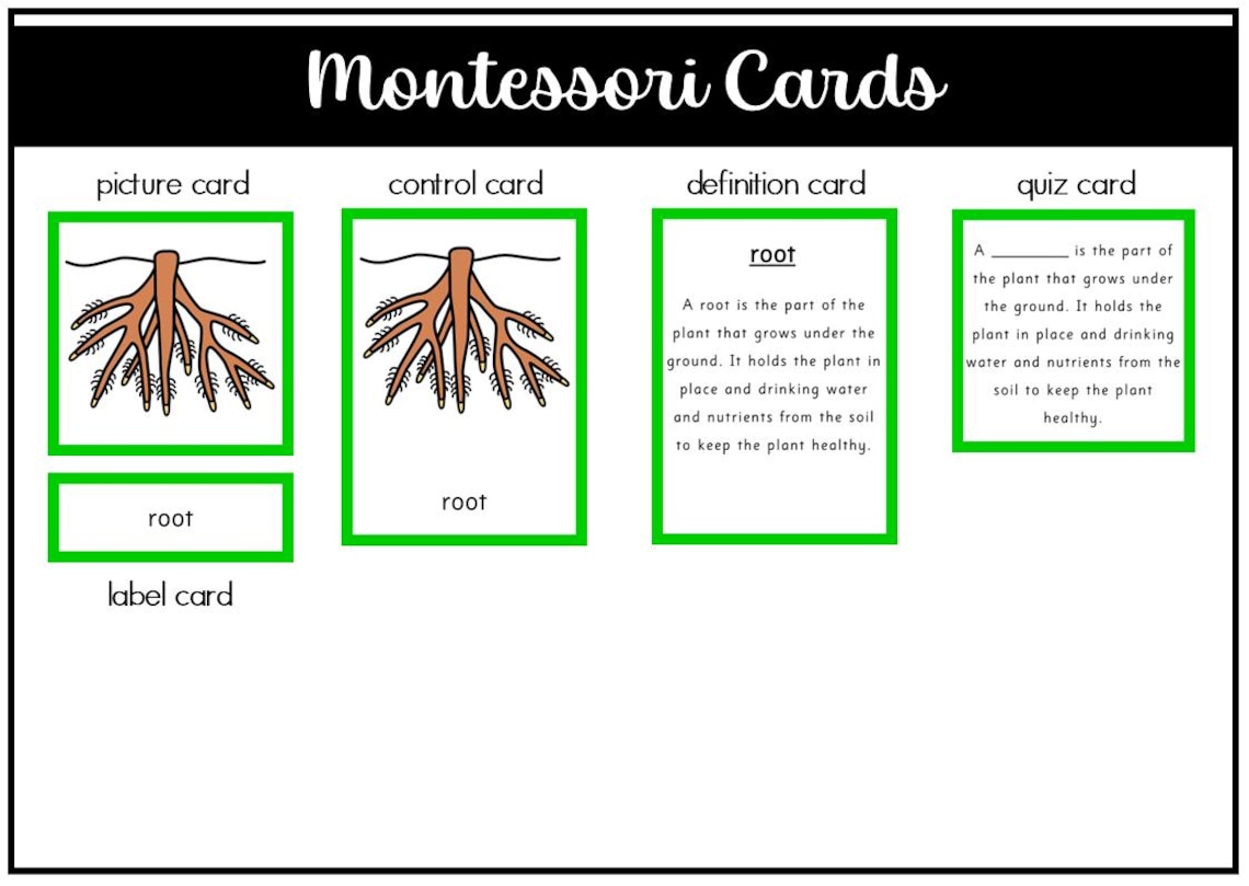 Parts of a Root Montessori 3 and 4 Part Cards - Etsy