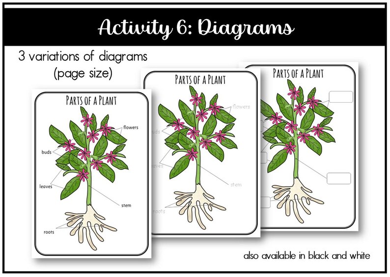 Parts of a Plant Montessori 3 and 4 Part Cards - Etsy