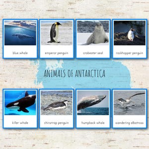 Cartes Montessori et fiches d'information en 3 parties Les animaux de l'Antarctique