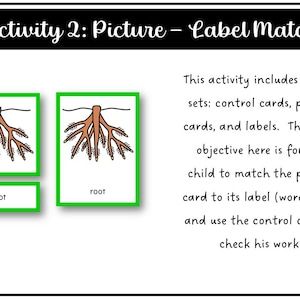 Parts of a Root Montessori 3 and 4 Part Cards - Etsy