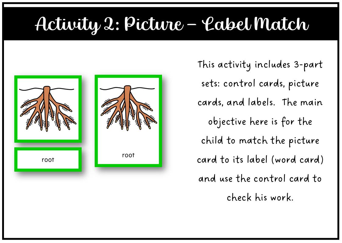 Parts of a Root Montessori 3 and 4 Part Cards - Etsy