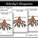 Parts of a Root Montessori 3 and 4 Part Cards - Etsy