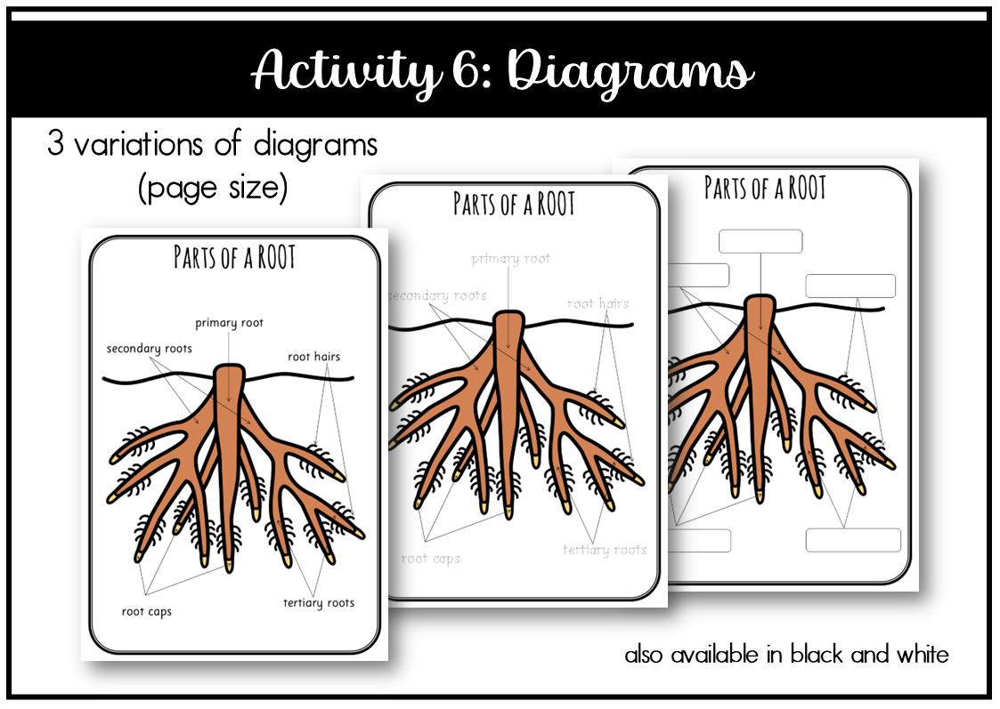 Parts of a Root Montessori 3 and 4 Part Cards - Etsy