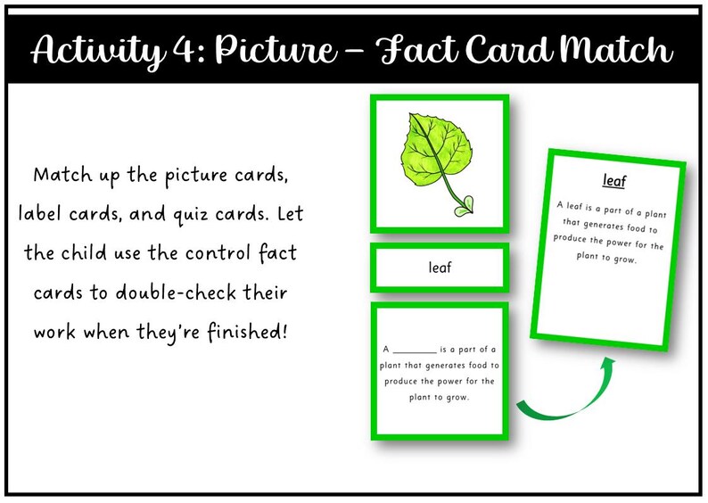 Parts of a Leaf Montessori 3 and 4 Part Cards - Etsy