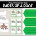 Parts of a Root Montessori 3 and 4 Part Cards - Etsy
