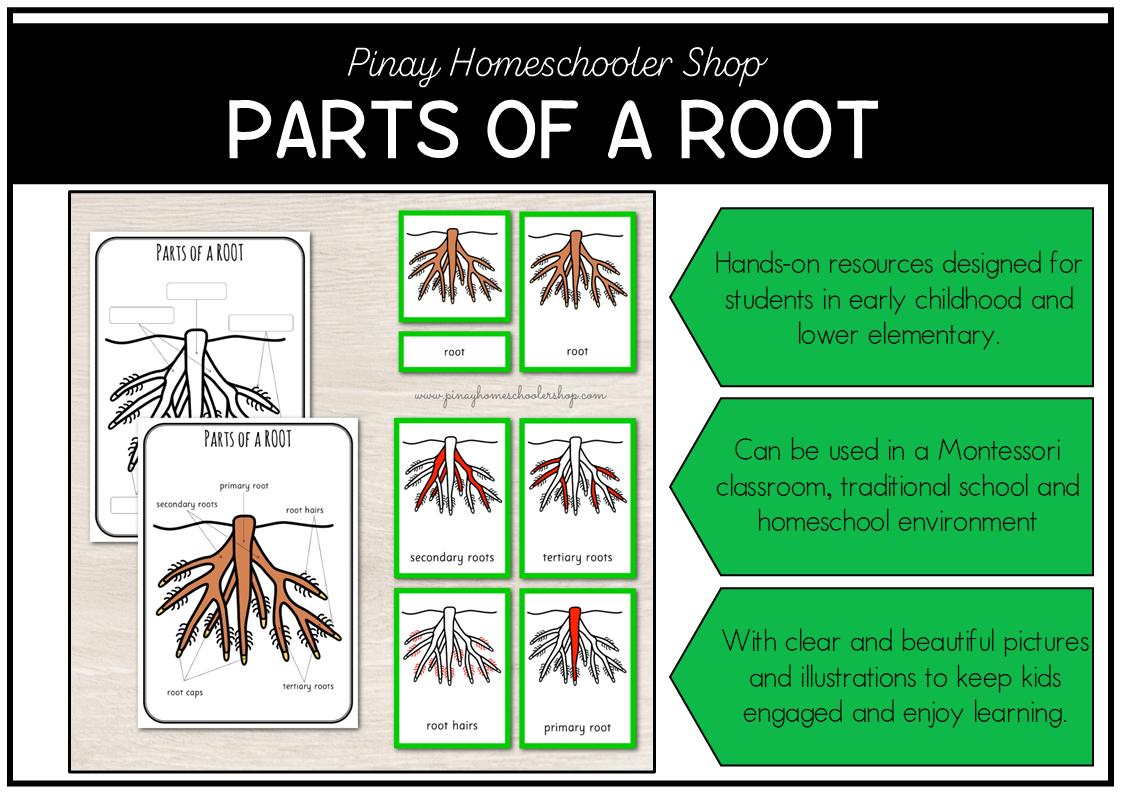 Parts of a Root Montessori 3 and 4 Part Cards - Etsy