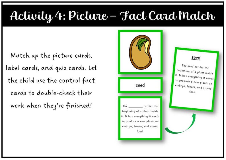 Parts of a Bean Seed Montessori 3 and 4 Part Cards - Etsy