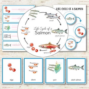 Peut inclure: Ensemble éducatif sur le cycle de vie du saumon avec des illustrations d'œufs, d'alevins, de tacons, de smolts et de saumons adultes. Le diagramme circulaire montre la progression avec des flèches, accompagné de cartes avec des étiquettes.