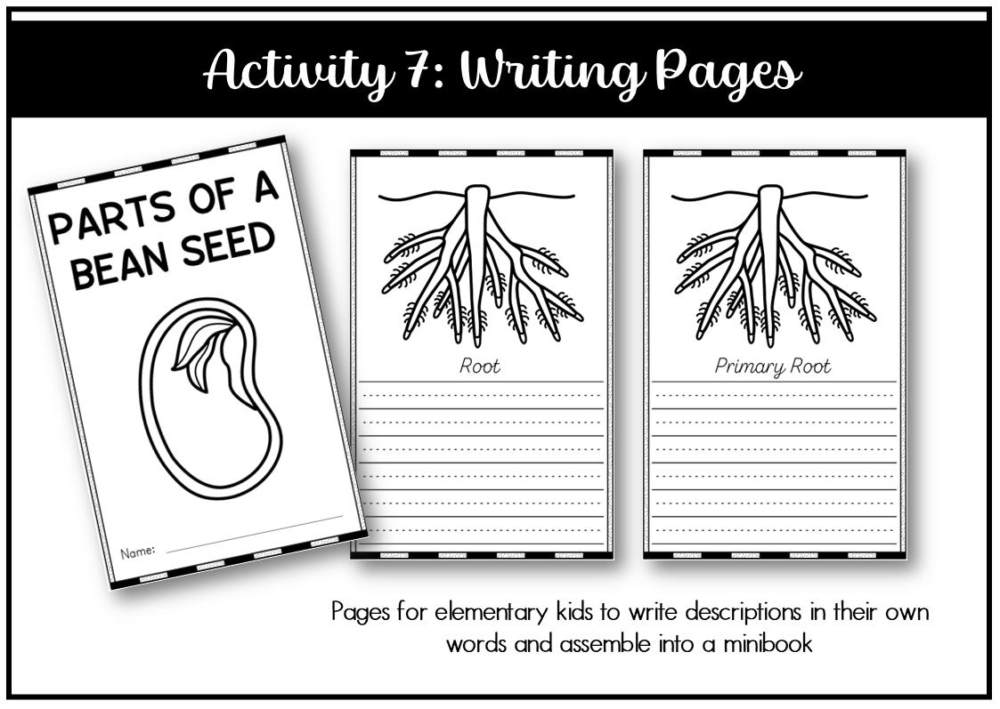 Parts of a Root Montessori 3 and 4 Part Cards - Etsy
