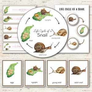 Può includere: Stampa educativa raffigurante il ciclo vitale di una lumaca, con illustrazioni di uova, ninfe, giovani lumache e lumache adulte. Il design include un diagramma circolare e schede individuali, il tutto con opere d'arte in stile acquerello ed etichette di testo.