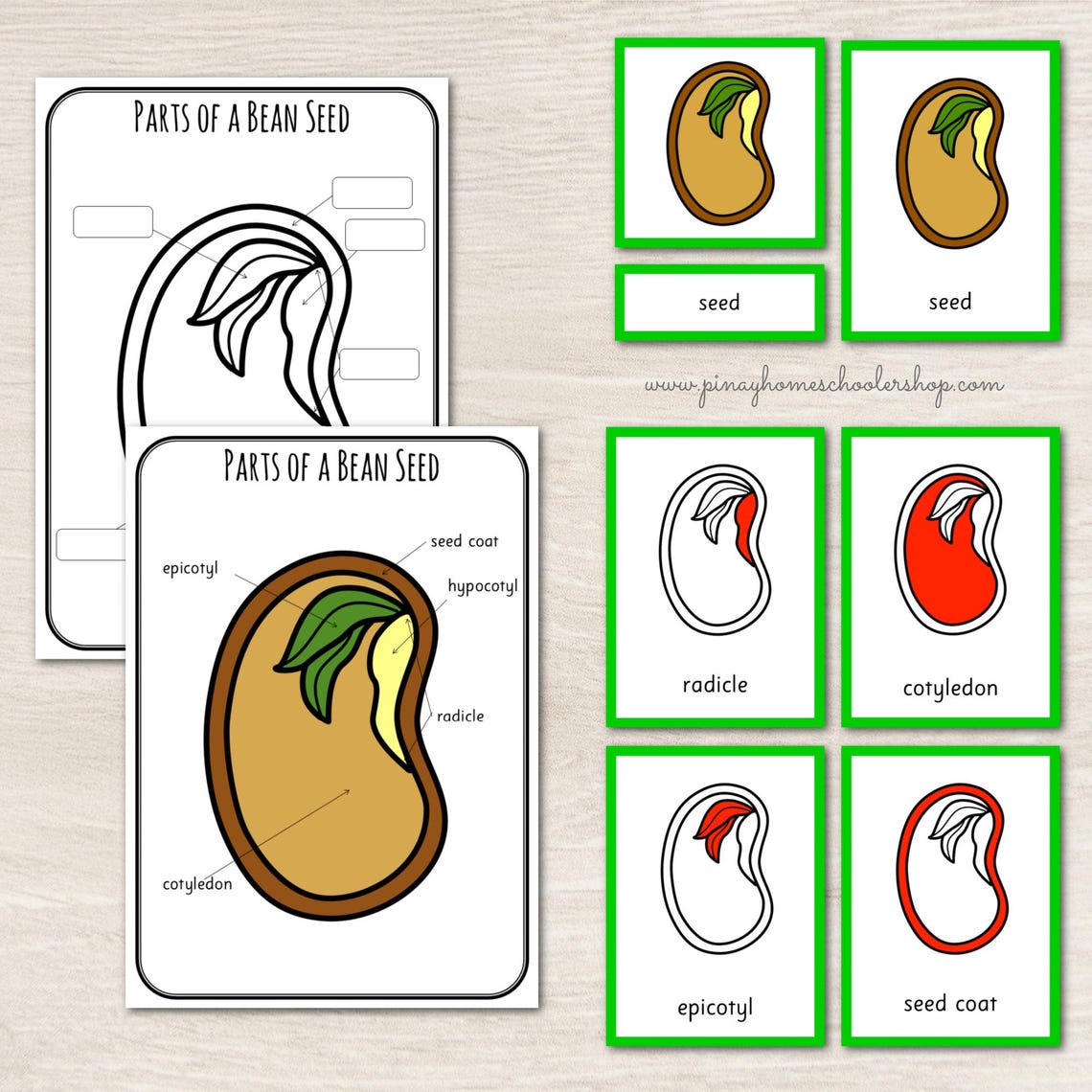 Parts of a Bean Seed Montessori 3 and 4 Part Cards - Etsy