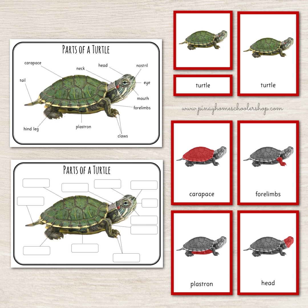 Parts of a Turtle Montessori 3 Part Cards and Definitions - Etsy