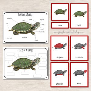 Può includere: Flashcard e diagrammi didattici sulle tartarughe. L'immagine mostra un diagramma dettagliato che etichetta le parti di una tartaruga, insieme a flashcard con il carapace, gli arti anteriori, il piastrone e la testa della tartaruga. Le flashcard sono in cornici rosse.