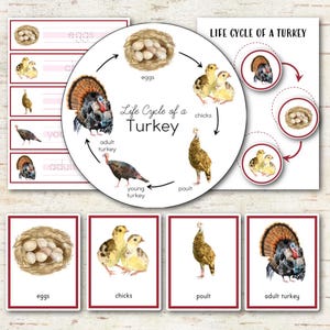 Op de afbeelding: Een educatieve kaart getiteld Life Cycle of a Turkey met aquarelillustraties van eieren in een nest, kuikens, een kalkoenkuiken, een jonge kalkoen en een volwassen kalkoen, gerangschikt in een circulair diagram met pijlen.