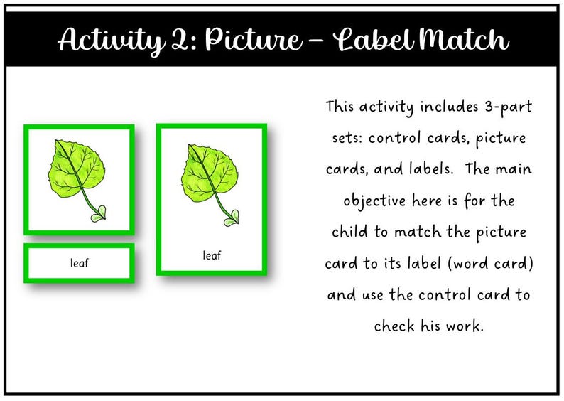 Parts of a Leaf Montessori 3 and 4 Part Cards - Etsy