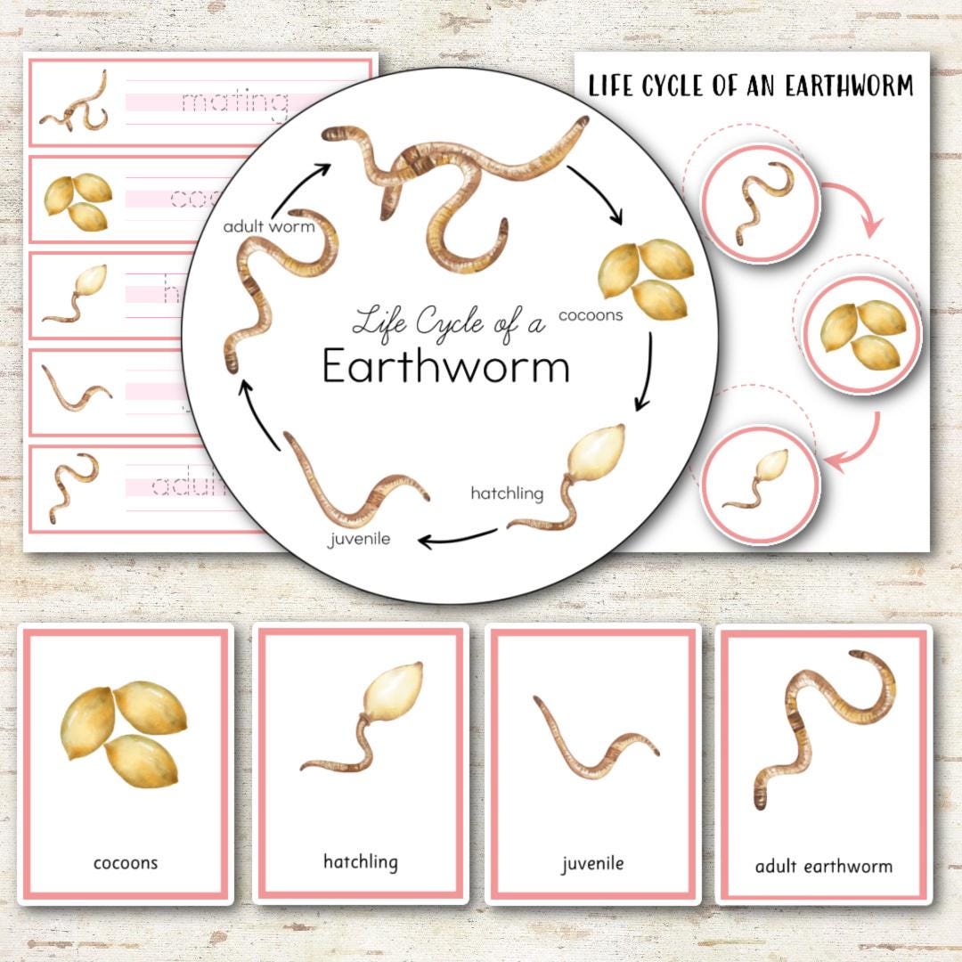 Earthworm Life Cycle - Montessori Inspired - Etsy Australia