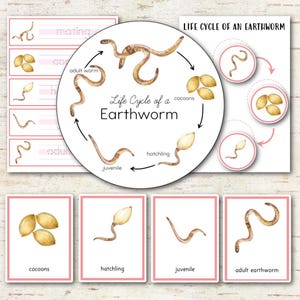May include: An educational set featuring the life cycle of an earthworm with watercolor illustrations. The circular diagram shows stages labeled adult worm, cocoons, hatchling, and juvenile. Includes matching cards and text labels for each stage.