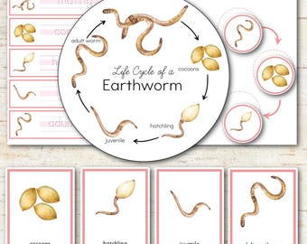 Earthworm Life Cycle - Montessori Inspired