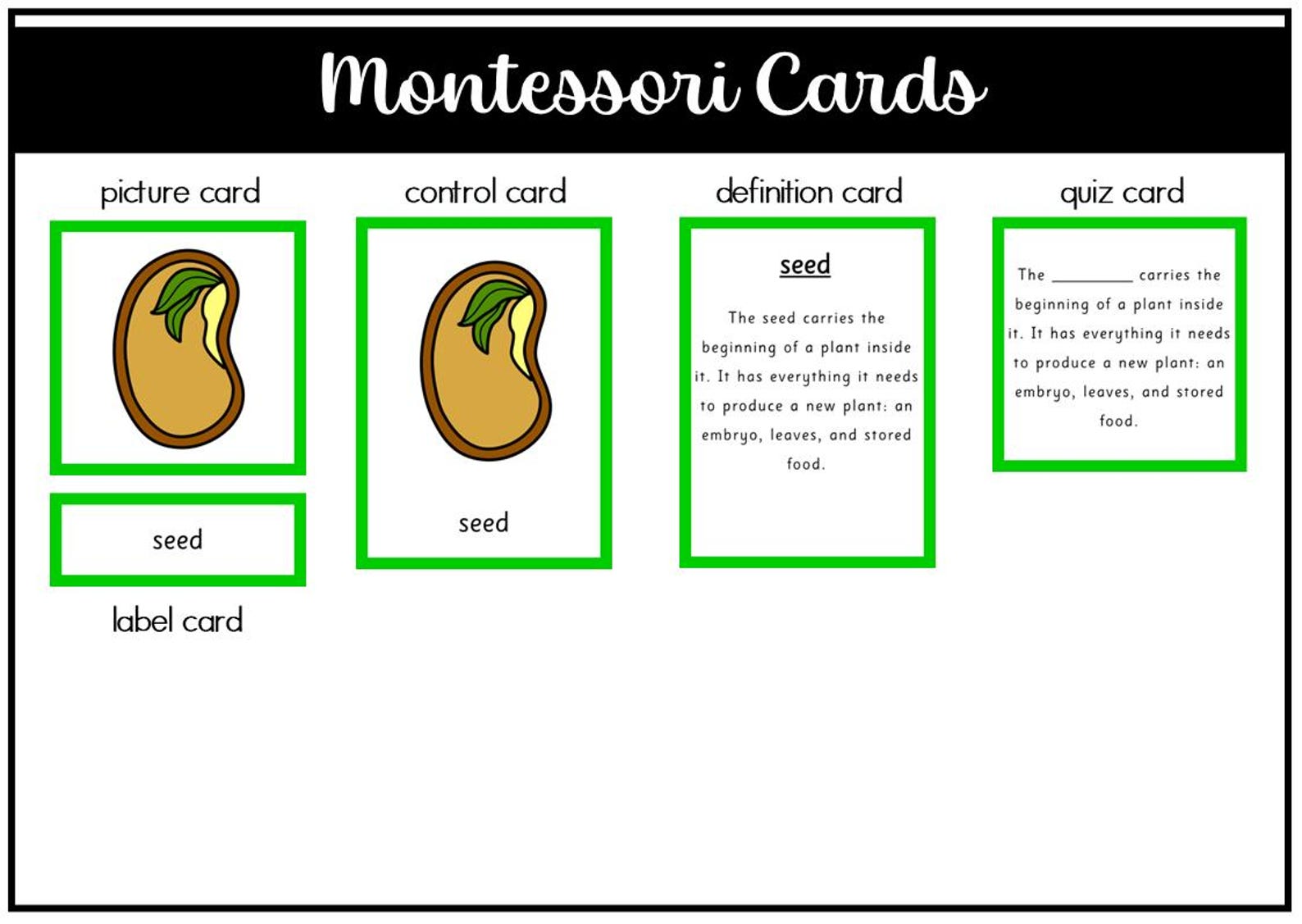 Parts of a Bean Seed Montessori 3 and 4 Part Cards - Etsy