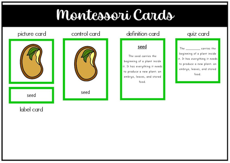 Parts of a Bean Seed Montessori 3 and 4 Part Cards - Etsy