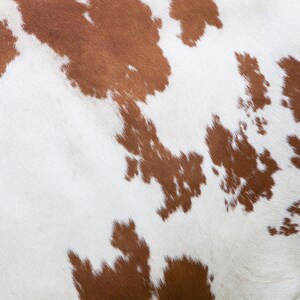 May include: Close-up of a cowhide pattern. The image features a white background with irregular brown patches. The texture appears soft and natural, with variations in color and shape across the surface. The pattern is reminiscent of animal skin.
