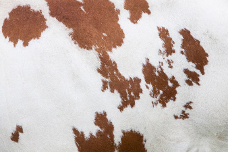 May include: Close-up of a cowhide pattern. The image features a white background with irregular brown patches. The texture appears soft and natural, with variations in color and shape across the surface. The pattern is reminiscent of animal skin.