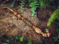 Druid Ogham Tobacco Pipe / Churchwarden Extra Longstem / Celtic Alphabet / Ceremonial Wooden Pipe for Smoking