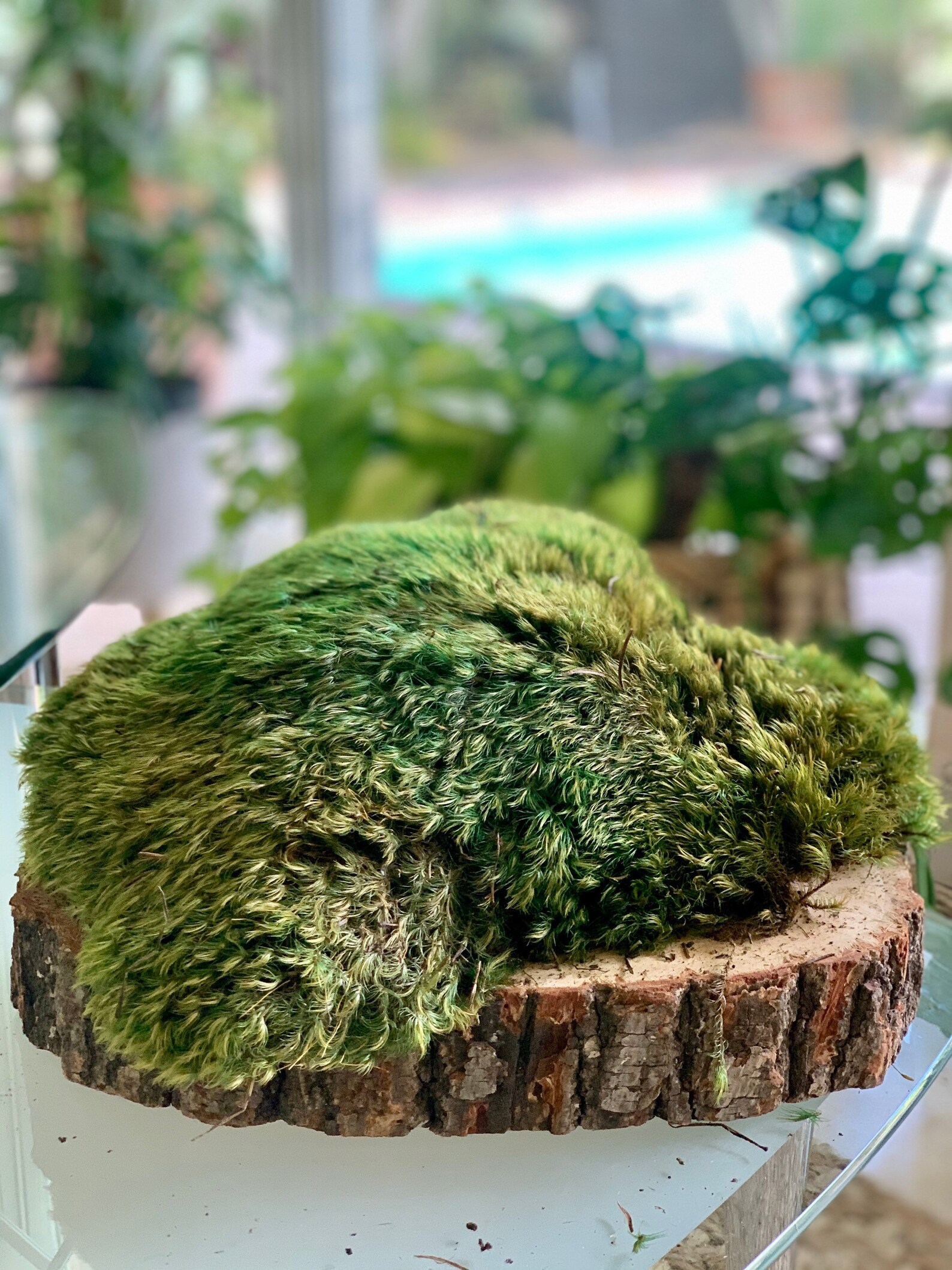 Real preserved mood moss Large stunning pillow moss Etsy