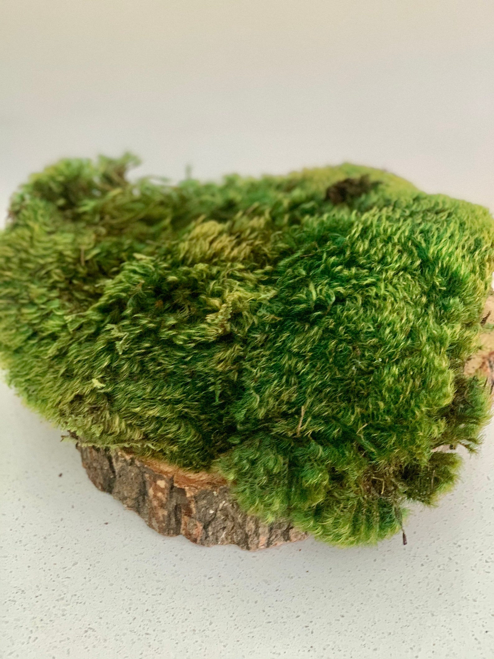 Real preserved mood moss Large stunning pillow moss Etsy