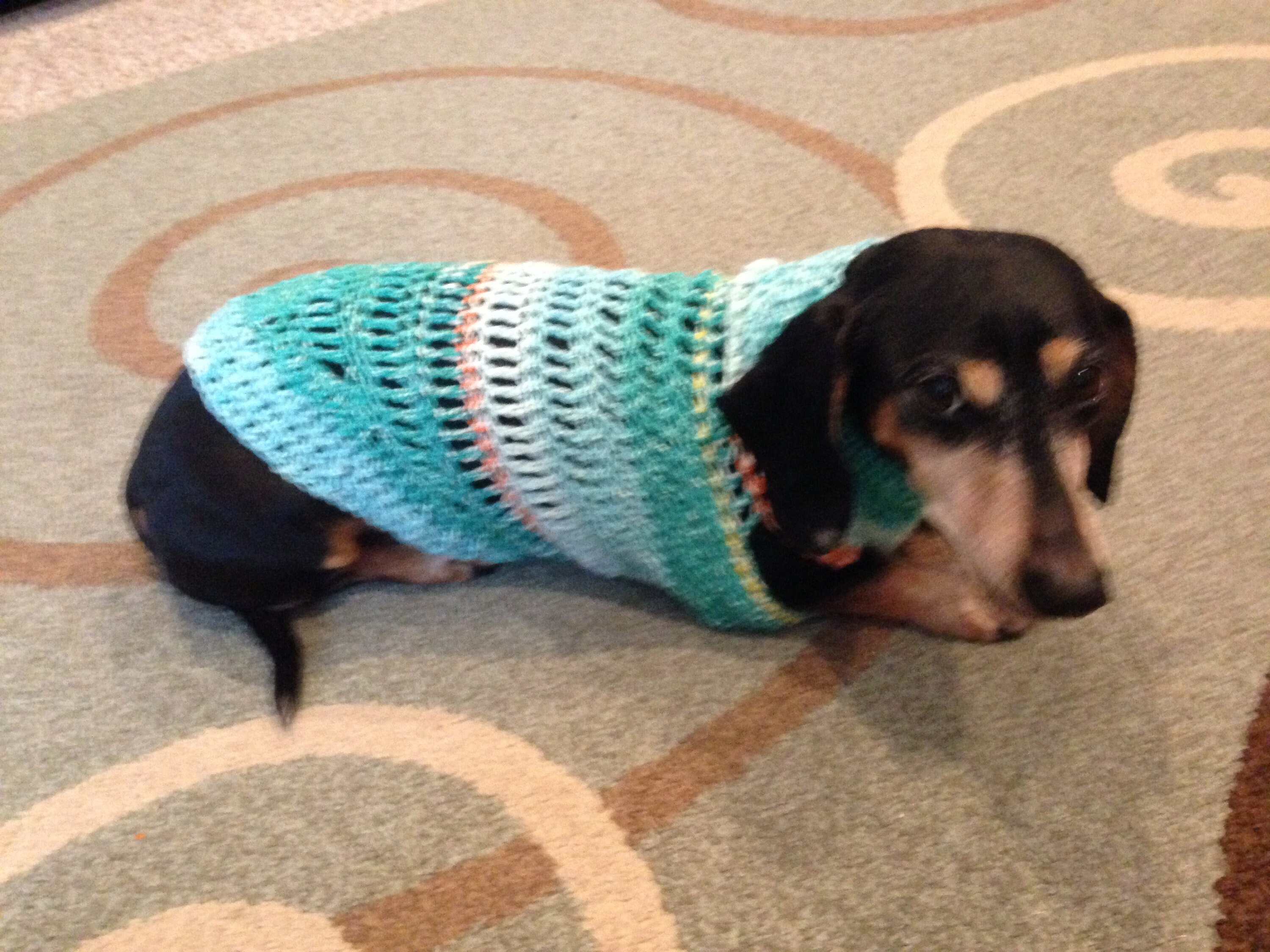Sweater Pattern For Mini Daschaunds, Doxie, Dachshund, Knitted Dog