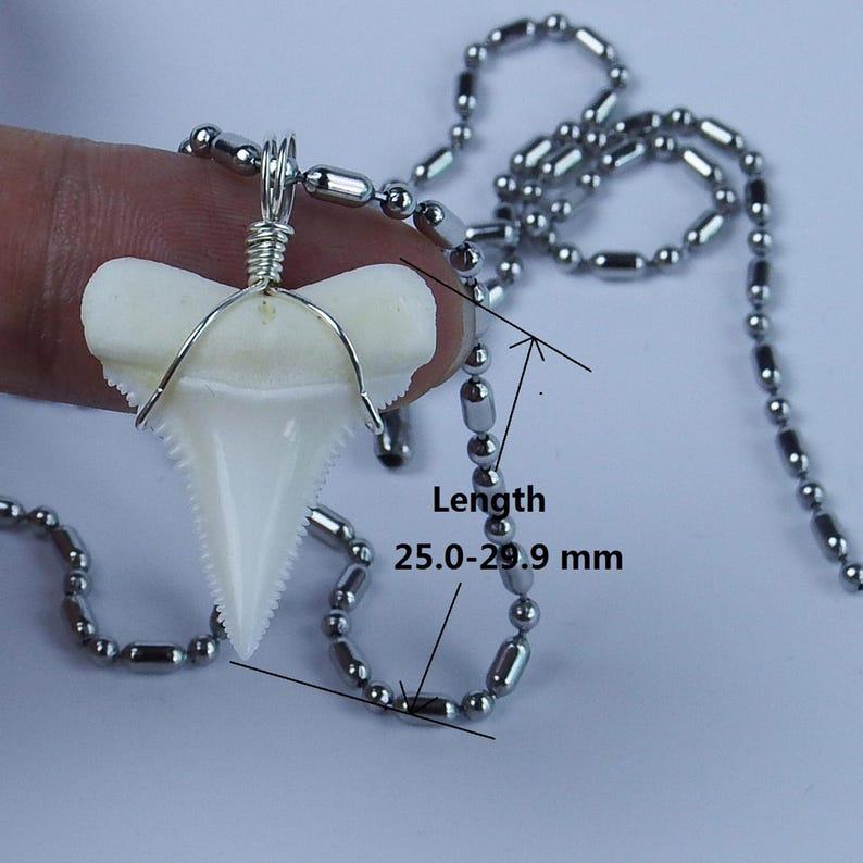 GemShark Real Great White Shark Tooth Necklace 1.0 inch | Etsy