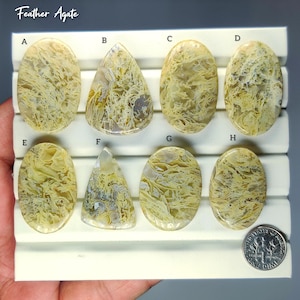 May include: Eight polished Feather Agate gemstones in various shapes, including oval and teardrop. The stones display a mix of yellow, cream, and brown feather-like patterns. A US dime is included for size reference. The text "Feather Agate" is at the top.
