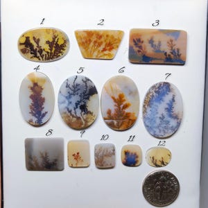 May include: A collection of twelve polished dendritic agate gemstones in various shapes, including oval, rectangular, and square. The stones display intricate, tree-like patterns in shades of brown, yellow, blue, and white. A dime is included for size reference.