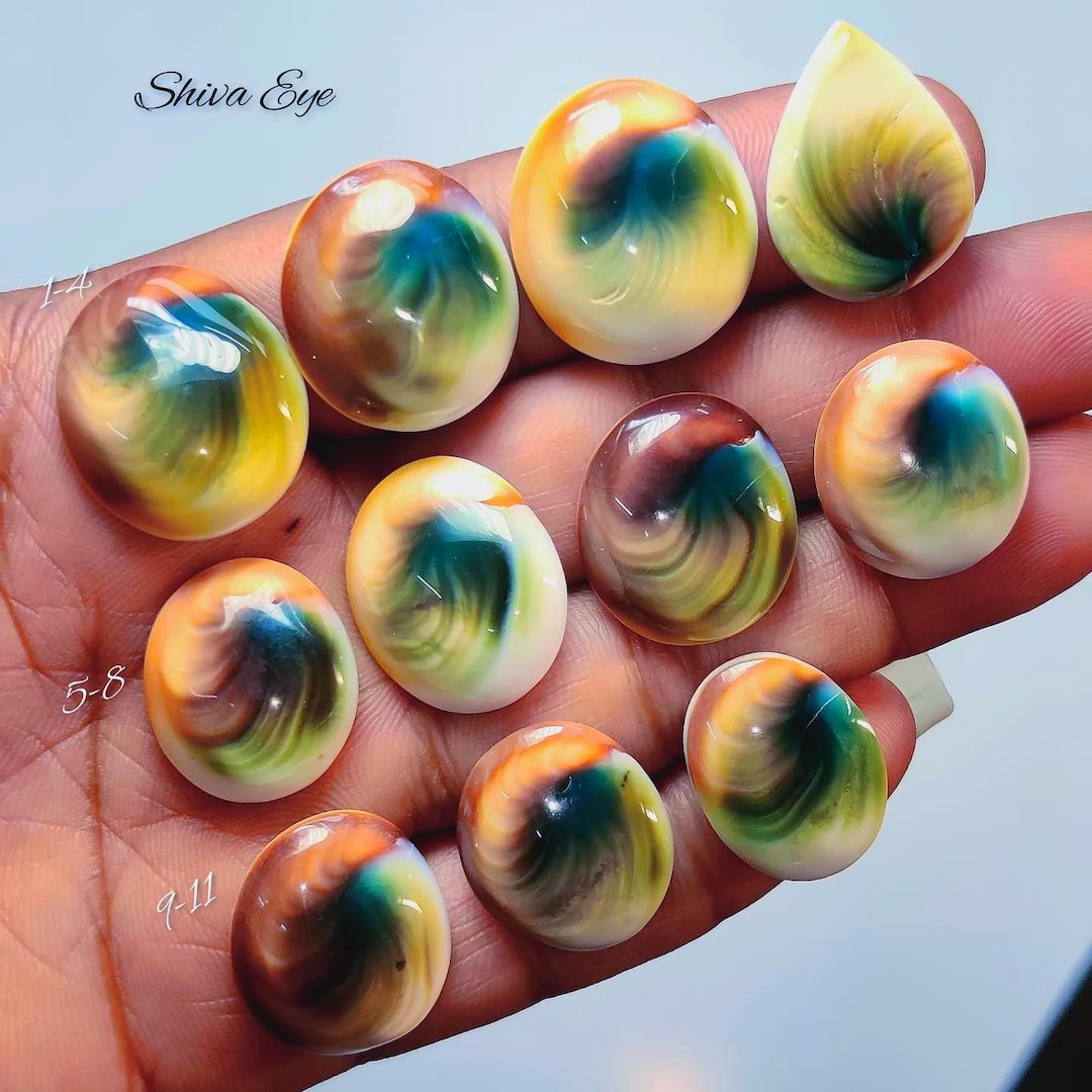 Natural Shiva Eye Shell | Spiral Fossil Stone for Rings & Jewelry ...