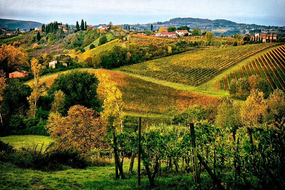 Italian Vineyard in Tuscany Italy Fall Colors Giclee Photo Canvas ...