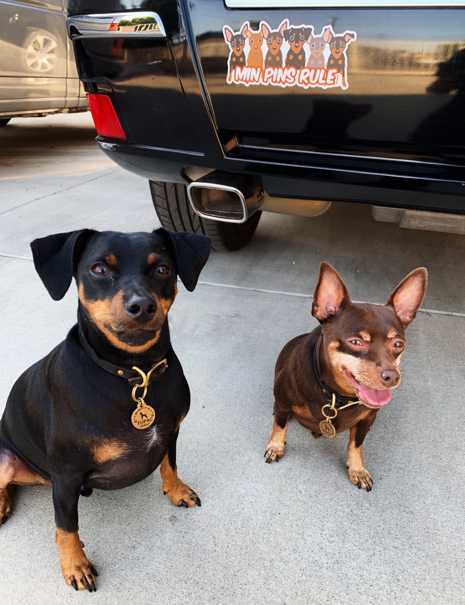 Stuff Min Pin Min Pin Merchandise _ Min Pin Frise: CaractΓ¨re & attitude β GTHWE