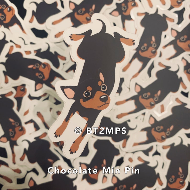 Puede incluir: Un primer plano de una pegatina de perro miniatura pinscher marr&oacute;n chocolate y tostado. La pegatina est&aacute; boca abajo y el perro est&aacute; mirando hacia arriba a la c&aacute;mara. La pegatina est&aacute; rodeada de otras pegatinas del mismo perro en diferentes poses. El texto "BT2MPS" y "Chocolate Min Pin" es visible en la pegatina.