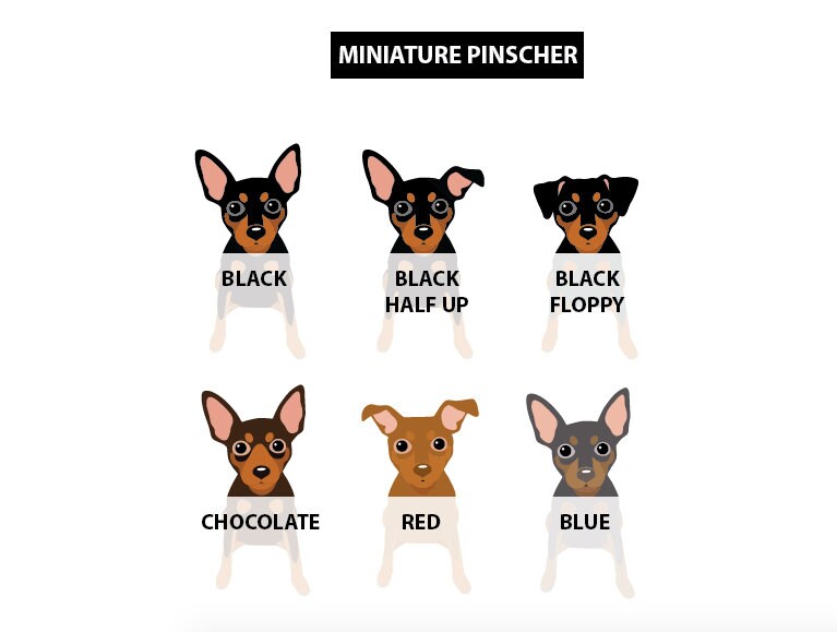 BT2MPS Two Min Pin Miniature Pinscher Dog Out for a Drive in