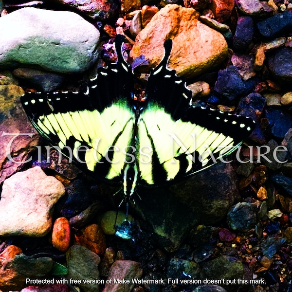 Digital Photography, Swallowtail Insecta