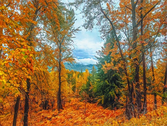 View From Aspen Road Anglemont in The Shuswap