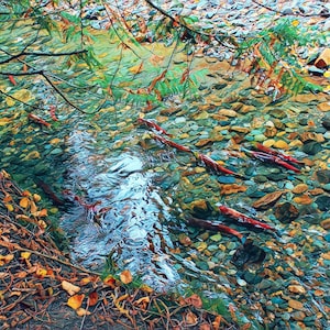 La shuswap salmon run