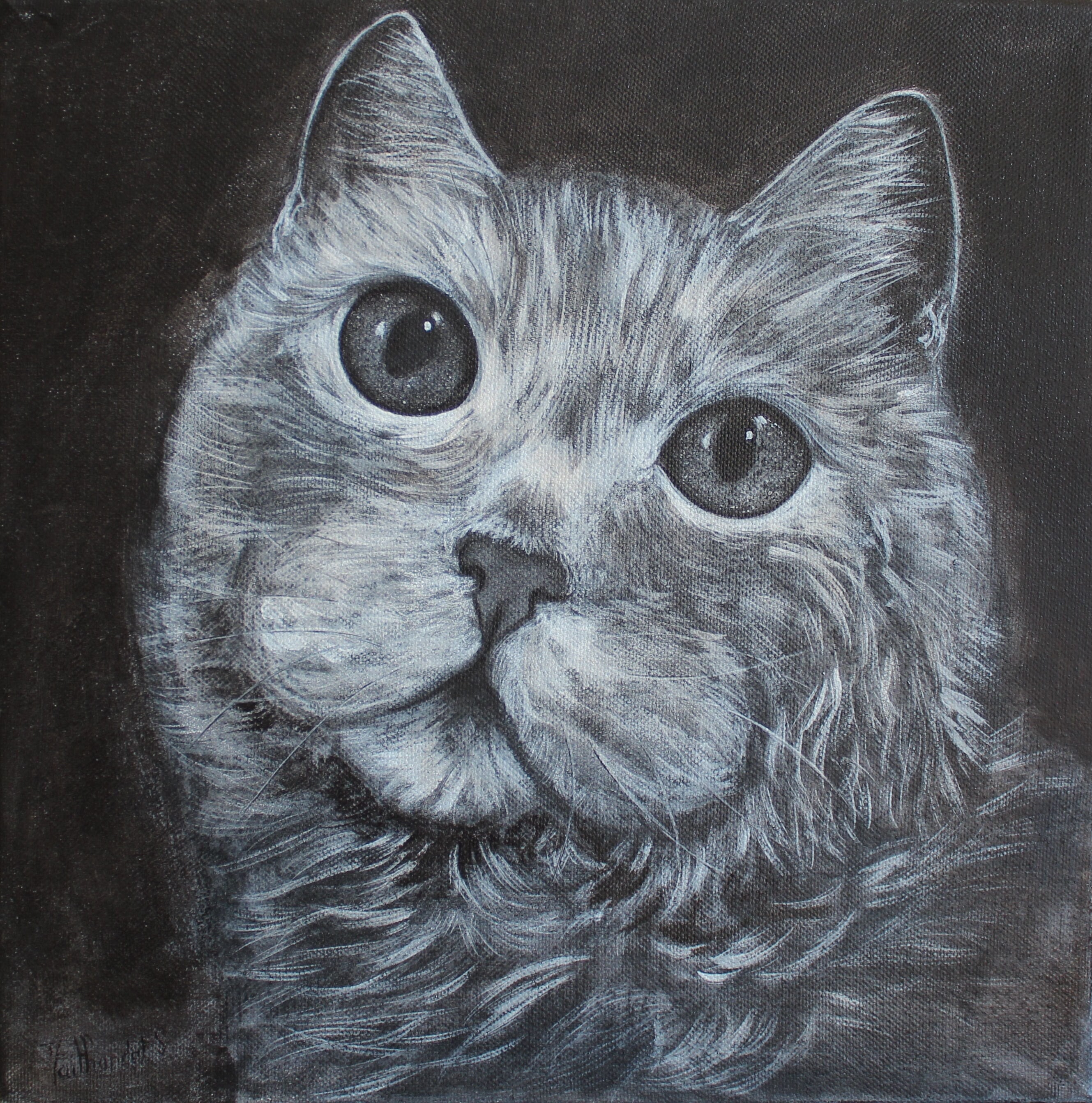 Portrait de Chat Interrogatif