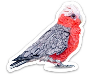 BIRD STICKER - Galah australien - Vinyle imperméable